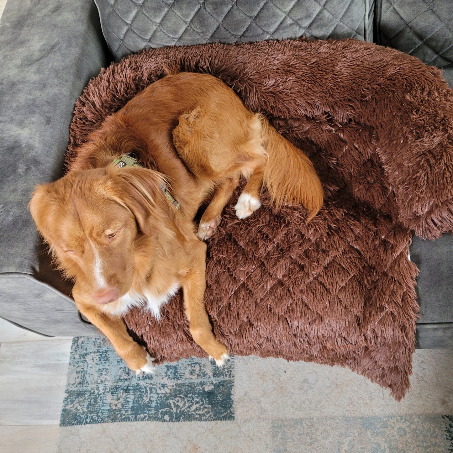 Maxie - Hondenkleed