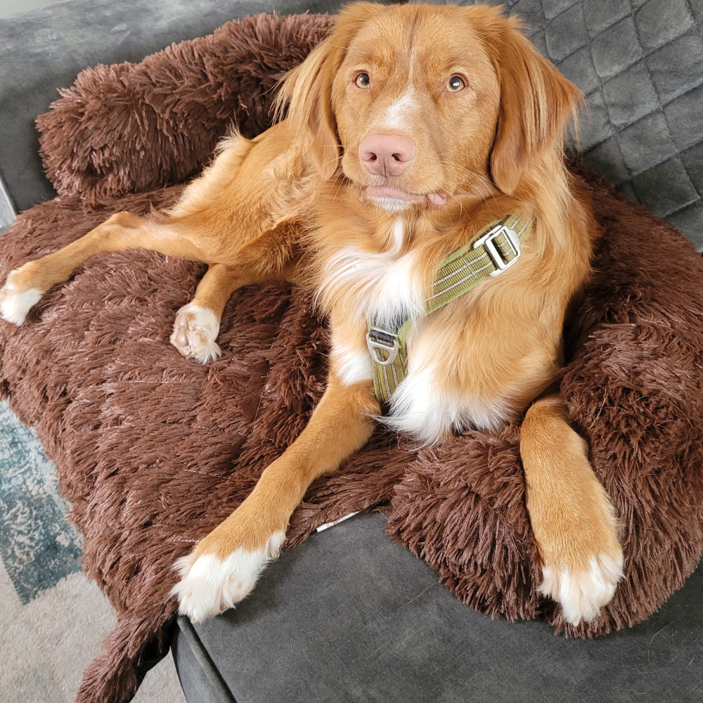 Maxie - Hondenkleed