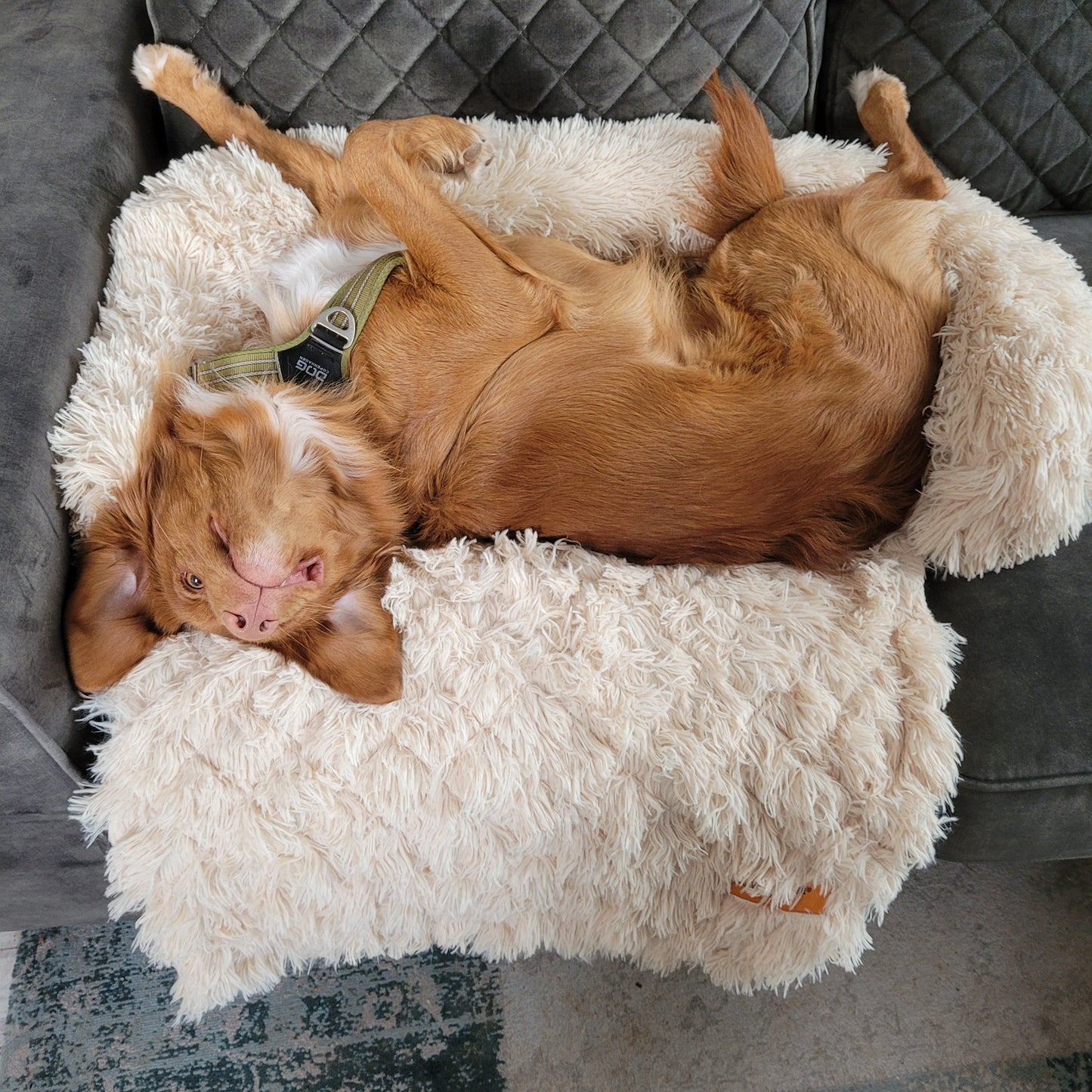 Maxie - Hondenkleed